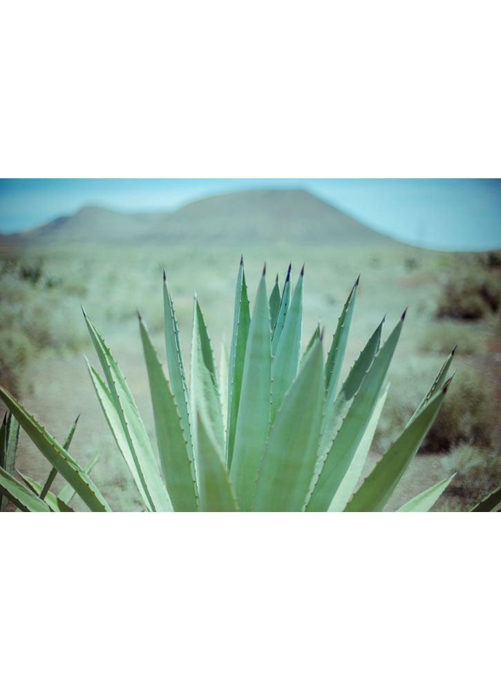 Крем успокаивающий увлажняющий с Алоэ Вера PHYTOCEANE Yucatán